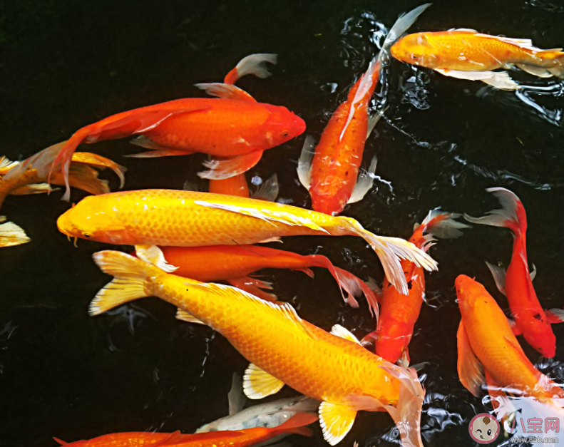 全國超六成錦鯉來自河南嗎 喂養錦鯉要注意哪些事情 全國超六成錦鯉來自河南嗎 喂養錦鯉要注意哪些事情