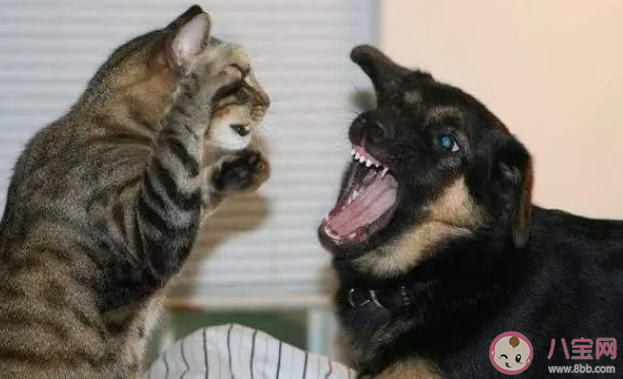 寵物溝通是智商稅嗎 如何看待寵物溝通師 寵物溝通是智商稅嗎 如何看待寵物溝通師