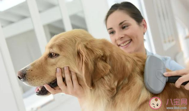 寵物溝通是智商稅嗎 如何看待寵物溝通師 寵物溝通是智商稅嗎 如何看待寵物溝通師