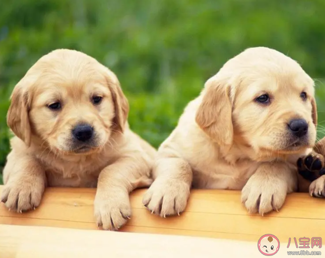 寵物溝通是智商稅嗎 如何看待寵物溝通師 寵物溝通是智商稅嗎 如何看待寵物溝通師