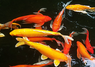 全國超六成錦鯉來自河南嗎 喂養錦鯉要注意哪些事情