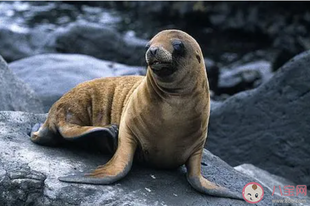 哪種海洋動物有深海打撈員之稱 神奇海洋11月23日答案 哪種海洋動物有深海打撈員之稱 神奇海洋11月23日答案