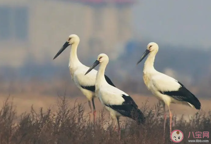 為了御寒越冬鳥類在冬季通常會 螞蟻莊園11月24日答案 為了御寒越冬鳥類在冬季通常會 螞蟻莊園11月24日答案