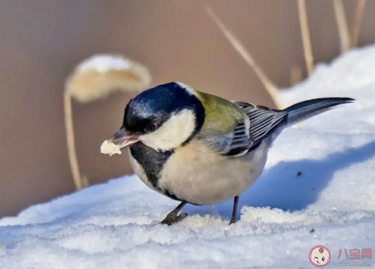 為了御寒越冬鳥類在冬季通常會 螞蟻莊園11月24日答案 為了御寒越冬鳥類在冬季通常會 螞蟻莊園11月24日答案