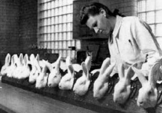 兔子曾被當做過驗孕棒嗎 為什么常用兔子做實驗