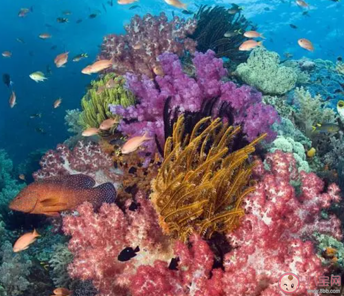 珊瑚礁生態系統孕育了大量海洋生物我國珊瑚礁主要分布在 神奇海洋11月24日答案 珊瑚礁生態系統孕育了大量海洋生物我國珊瑚礁主要分布在 神奇海洋11月24日答案