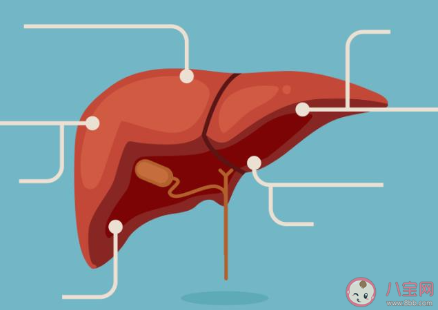 人體內最大的解毒器官是什么 螞蟻莊園11月25日答案 人體內最大的解毒器官是什么 螞蟻莊園11月25日答案