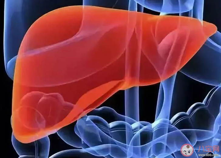 人體內最大的解毒器官是什么 螞蟻莊園11月25日答案 人體內最大的解毒器官是什么 螞蟻莊園11月25日答案