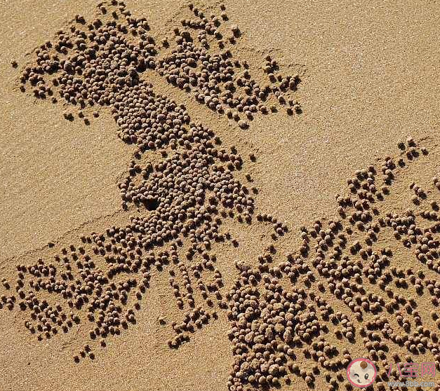 在海灘上經常能看到螃蟹留下的小沙球猜猜是什么 神奇海洋11月27日答案 在海灘上經常能看到螃蟹留下的小沙球猜猜是什么 神奇海洋11月27日答案