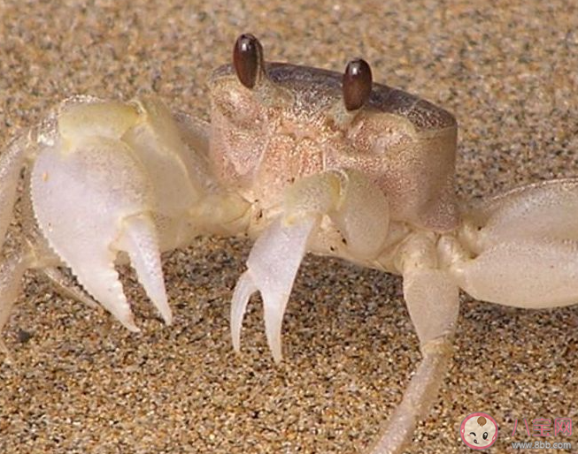 在海灘上經常能看到螃蟹留下的小沙球猜猜是什么 神奇海洋11月27日答案 在海灘上經常能看到螃蟹留下的小沙球猜猜是什么 神奇海洋11月27日答案