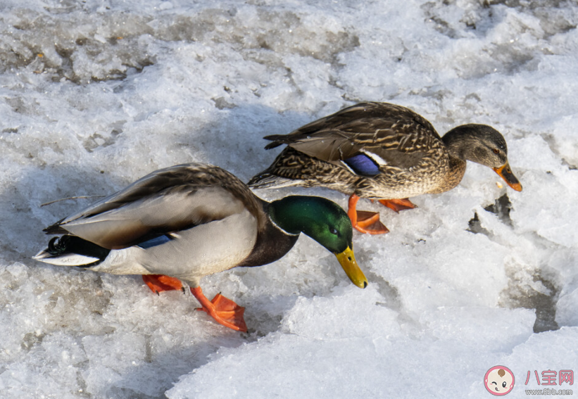 冬天鴨子在冰面上行走為什么不怕凍腳丫 螞蟻莊園11月28日答案