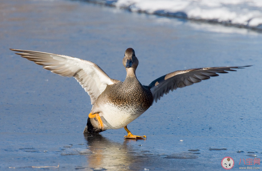 冬天鴨子在冰面上行走為什么不怕凍腳丫 螞蟻莊園11月28日答案