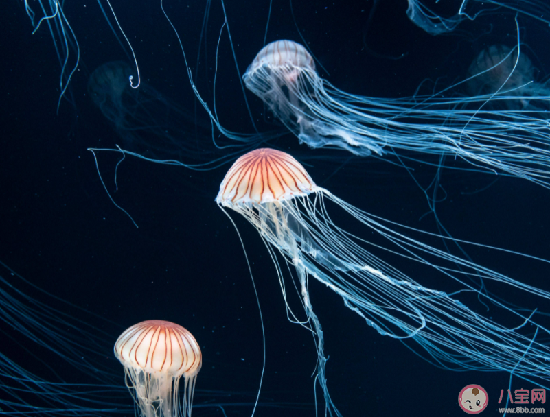 漂浮在海洋中的水母屬于哪種動物 神奇海洋11月28日答案 漂浮在海洋中的水母屬于哪種動物 神奇海洋11月28日答案