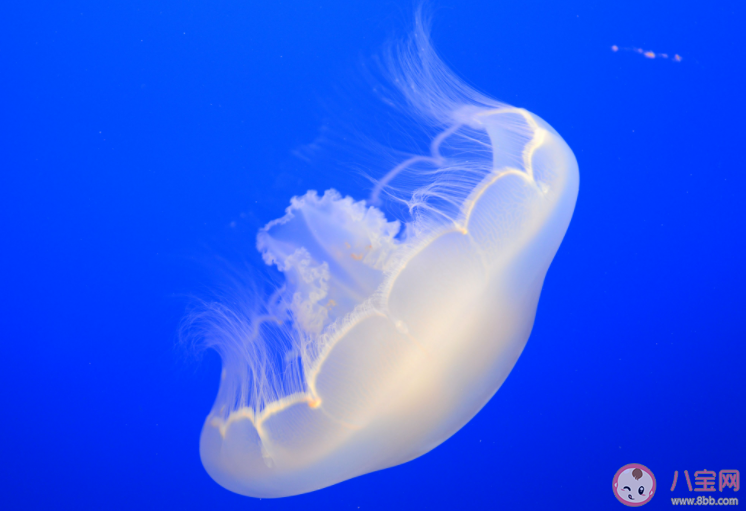 漂浮在海洋中的水母屬于哪種動物 神奇海洋11月28日答案 漂浮在海洋中的水母屬于哪種動物 神奇海洋11月28日答案