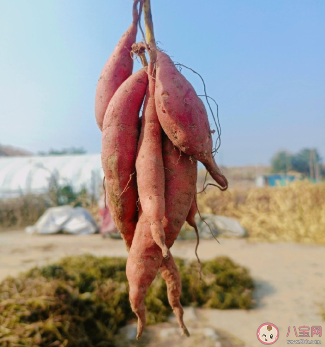 烤紅薯和蒸紅薯哪個更健康 紅薯要怎么吃才更健康 烤紅薯和蒸紅薯哪個更健康 紅薯要怎么吃才更健康