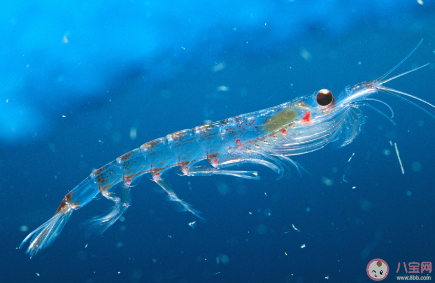 以下關于南極磷蝦的說法正確的是 神奇海洋11月29日答案 以下關于南極磷蝦的說法正確的是 神奇海洋11月29日答案