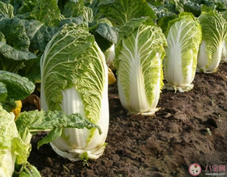 古詩撥雪挑來踏地菘味如蜜藕更肥濃說的是冬季的哪種蔬菜 螞蟻莊園11月30日答案 古詩撥雪挑來踏地菘味如蜜藕更肥濃說的是冬季的哪種蔬菜 螞蟻莊園11月30日答案