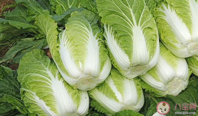 古詩撥雪挑來踏地菘味如蜜藕更肥濃說的是冬季的哪種蔬菜 螞蟻莊園11月30日答案 古詩撥雪挑來踏地菘味如蜜藕更肥濃說的是冬季的哪種蔬菜 螞蟻莊園11月30日答案