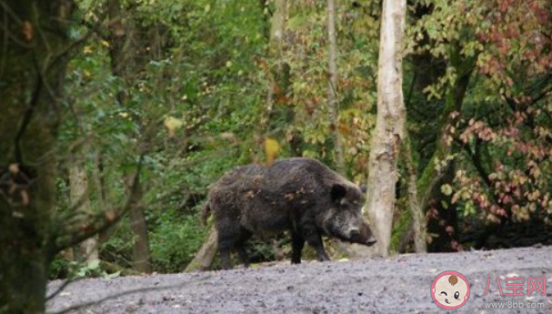 加拿大超級豬數量激增是怎么回事 超級豬是如何形成的 加拿大超級豬數量激增是怎么回事 超級豬是如何形成的