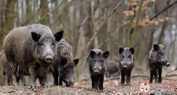加拿大超級豬數量激增是怎么回事 超級豬是如何形成的 加拿大超級豬數量激增是怎么回事 超級豬是如何形成的
