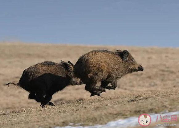 加拿大超級豬數量激增是怎么回事 超級豬是如何形成的 加拿大超級豬數量激增是怎么回事 超級豬是如何形成的