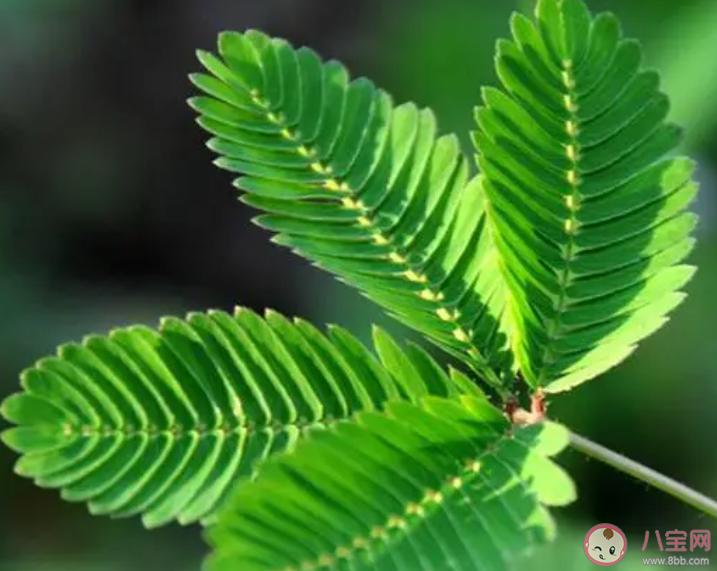 以下哪種常見植物有毒不適合室內養殖 螞蟻莊園12月2日答案最新 以下哪種常見植物有毒不適合室內養殖 螞蟻莊園12月2日答案最新