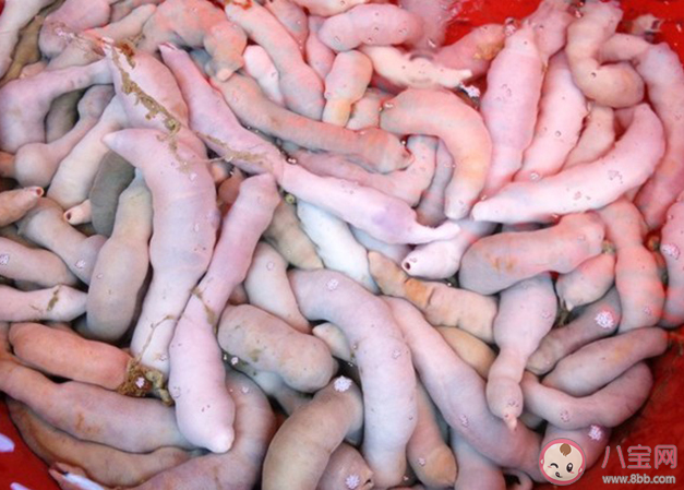 我國膠東沿海常見的海腸是一種什么動物 神奇海洋12月2日答案