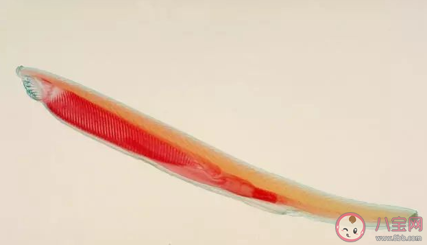 文昌魚被稱為海洋中的活化石猜猜它屬于魚類嗎 神奇海洋12月5日答案