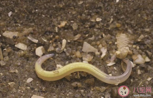 文昌魚被稱為海洋中的活化石猜猜它屬于魚類嗎 神奇海洋12月5日答案