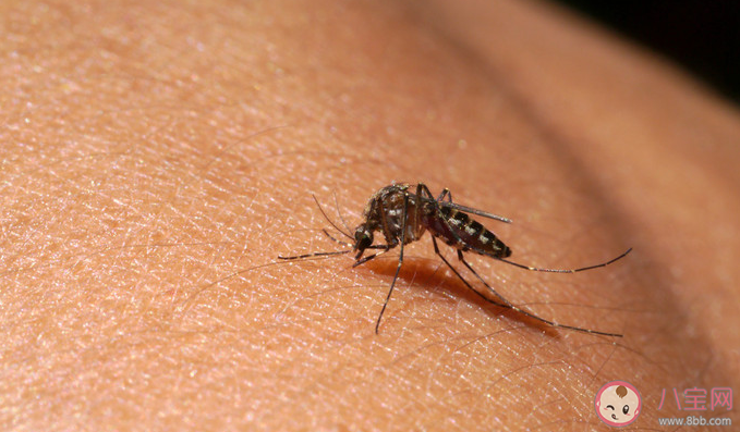 1億3千萬年前雄性蚊子也吸血 為什么蚊子會吸血