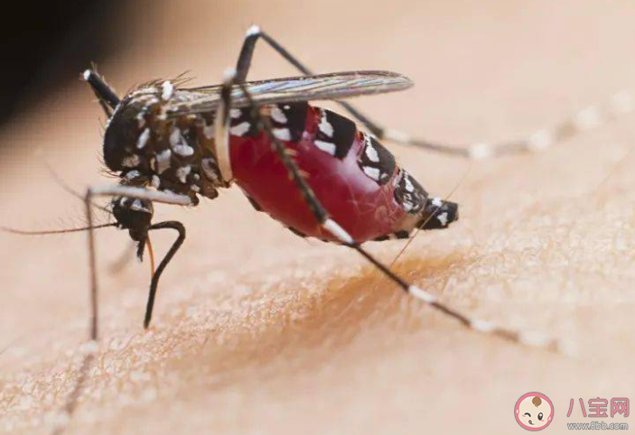 1億3千萬年前雄性蚊子也吸血 為什么蚊子會吸血