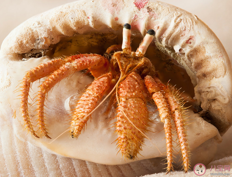 以下哪種蟹被稱為海灘上的清道夫 神奇海洋12月6日答案