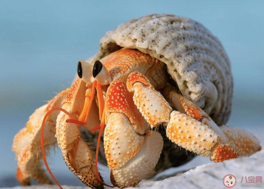 以下哪種蟹被稱為海灘上的清道夫 神奇海洋12月6日答案