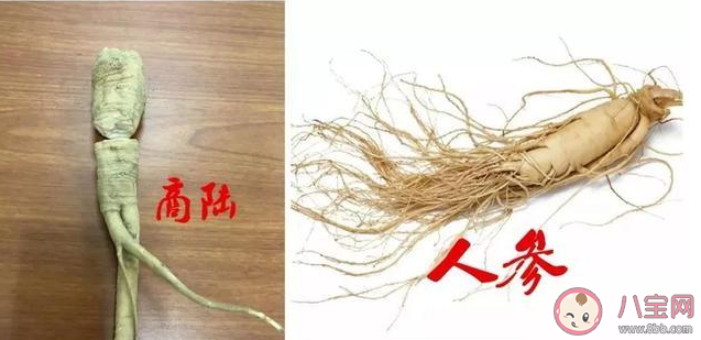 商陸和人參有什么區別 商陸是有毒的嗎