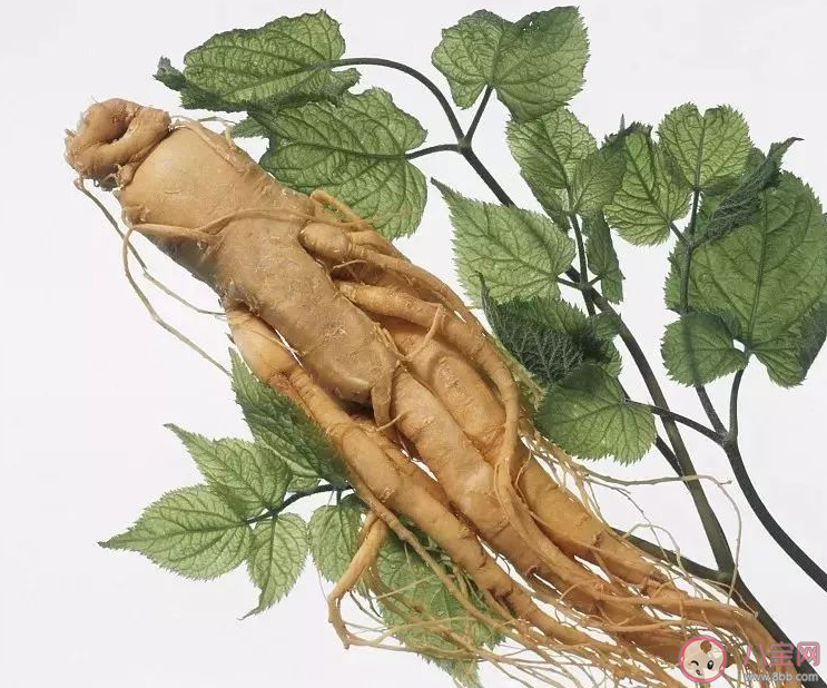 商陸和人參有什么區別 商陸是有毒的嗎
