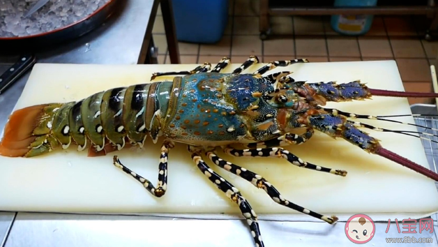 以下哪種龍蝦沒有大鉗子 神奇海洋12月7日答案