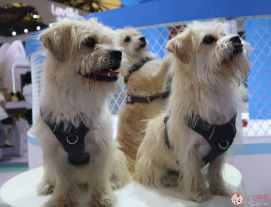 你會(huì)去克隆去世的寵物嗎 為什么復(fù)活寵物的生意越來越火 你會(huì)去克隆去世的寵物嗎 為什么復(fù)活寵物的生意越來越火