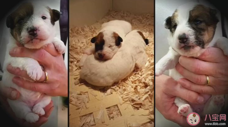 你會(huì)去克隆去世的寵物嗎 為什么復(fù)活寵物的生意越來越火 你會(huì)去克隆去世的寵物嗎 為什么復(fù)活寵物的生意越來越火