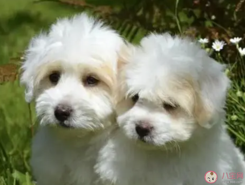 你會(huì)去克隆去世的寵物嗎 為什么復(fù)活寵物的生意越來越火 你會(huì)去克隆去世的寵物嗎 為什么復(fù)活寵物的生意越來越火