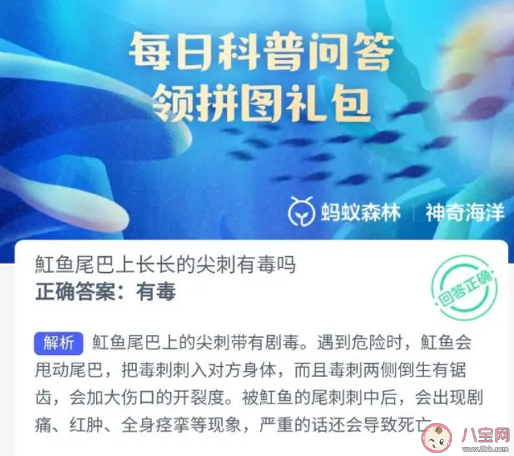 魟魚尾巴上長長的尖刺有毒嗎 神奇海洋12月11日答案