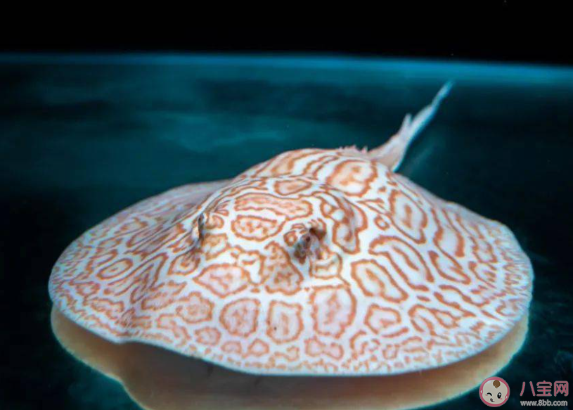 魟魚尾巴上長長的尖刺有毒嗎 神奇海洋12月11日答案