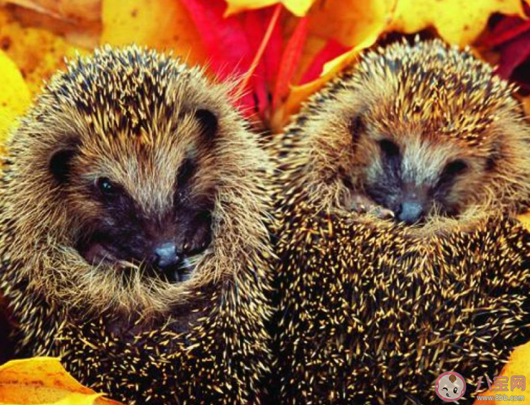 在漫長又寒冷的冬季以下哪種動物會冬眠 螞蟻莊園12月12日答案