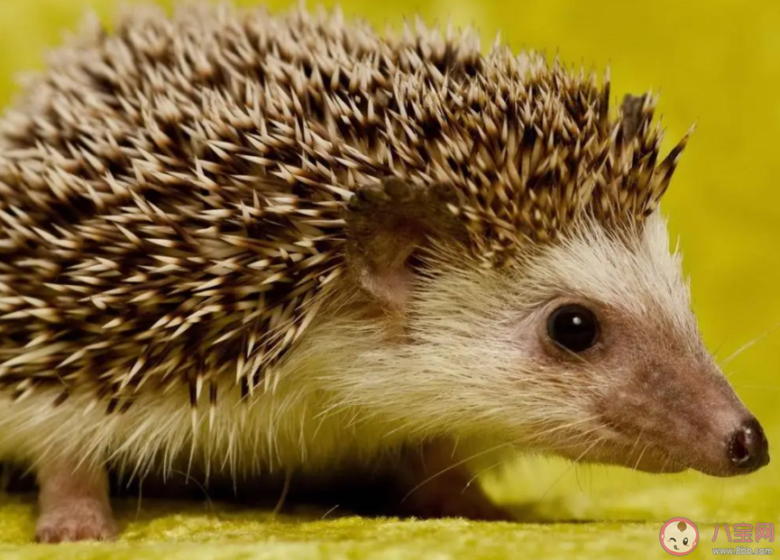 在漫長又寒冷的冬季以下哪種動物會冬眠 螞蟻莊園12月12日答案