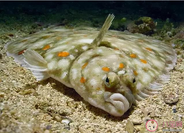 以下哪種海洋魚類幼時有魚瞟成年后魚瞟退化消失 神奇海洋12月12日答案 以下哪種海洋魚類幼時有魚瞟成年后魚瞟退化消失 神奇海洋12月12日答案