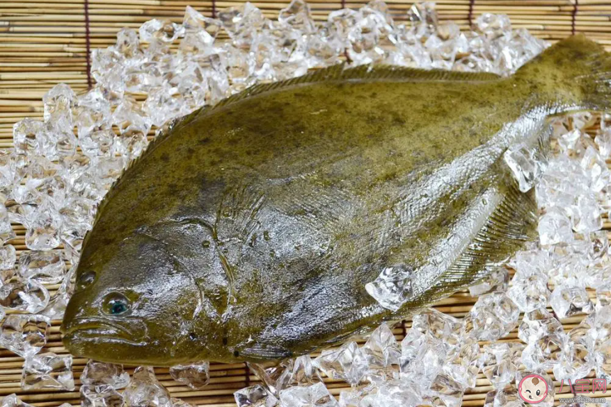 以下哪種海洋魚類幼時有魚瞟成年后魚瞟退化消失 神奇海洋12月12日答案 以下哪種海洋魚類幼時有魚瞟成年后魚瞟退化消失 神奇海洋12月12日答案