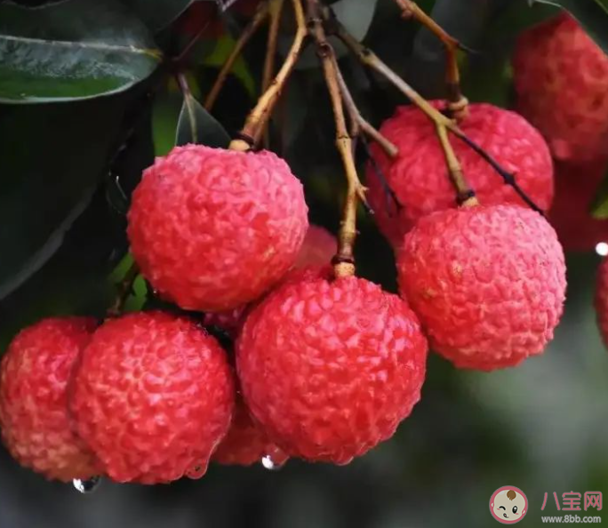 以下哪種常見水果是我國的本土植物 螞蟻莊園12月13日答案 以下哪種常見水果是我國的本土植物 螞蟻莊園12月13日答案