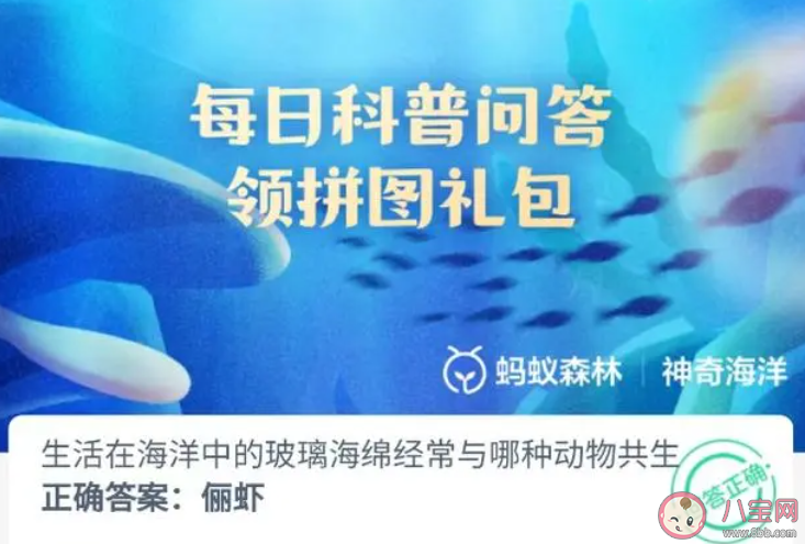 生活在海洋中的玻璃海綿經常與哪種動物共生 神奇海洋12月13日問題答案