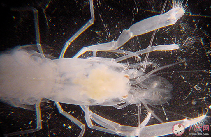 生活在海洋中的玻璃海綿經常與哪種動物共生 神奇海洋12月13日問題答案