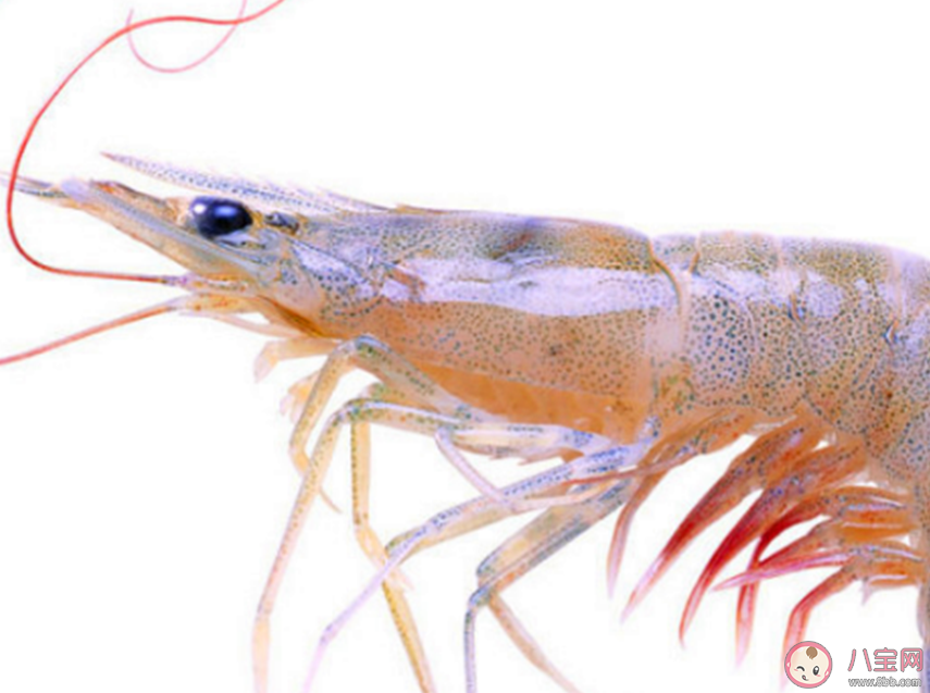 生活在海洋中的玻璃海綿經常與哪種動物共生 神奇海洋12月13日問題答案