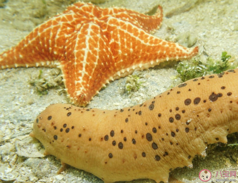 以下哪組海洋動物被稱為刺頭三兄弟 神奇海洋12月14日答案